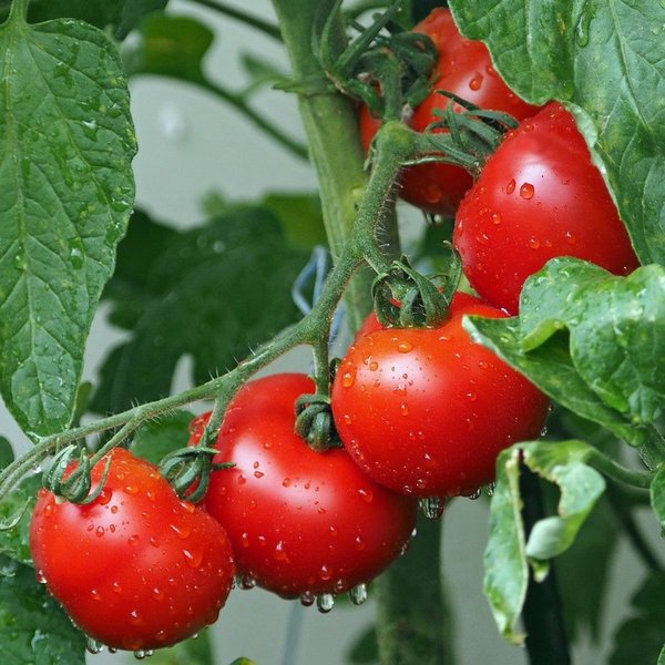 Paprika-Tomaten Chutney * handcraftet * 50g Glas